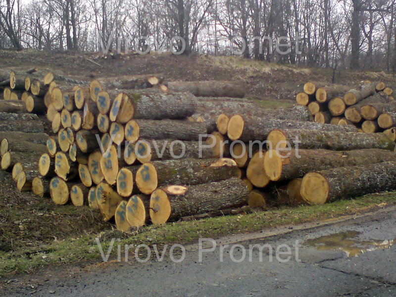Cut hardwood logs stacked in the open